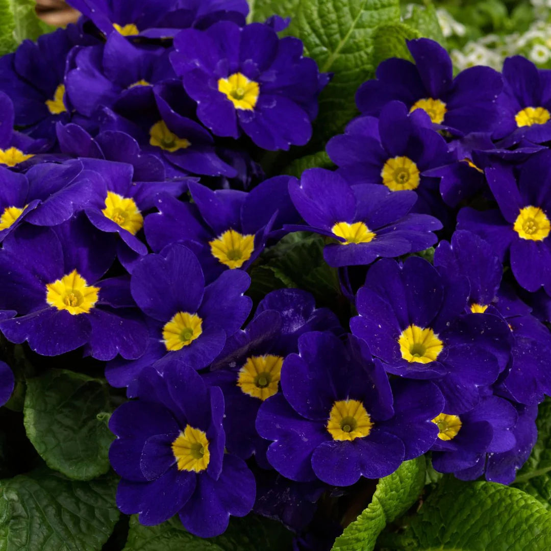 Primula Malacoides Blue Yellow Flower seeds for Planting - Low Maintenance, Heirloom & GMO Free Seeds for Home Garden