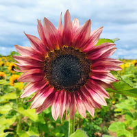 Pink Sunflower Seeds - Perfect for Planting