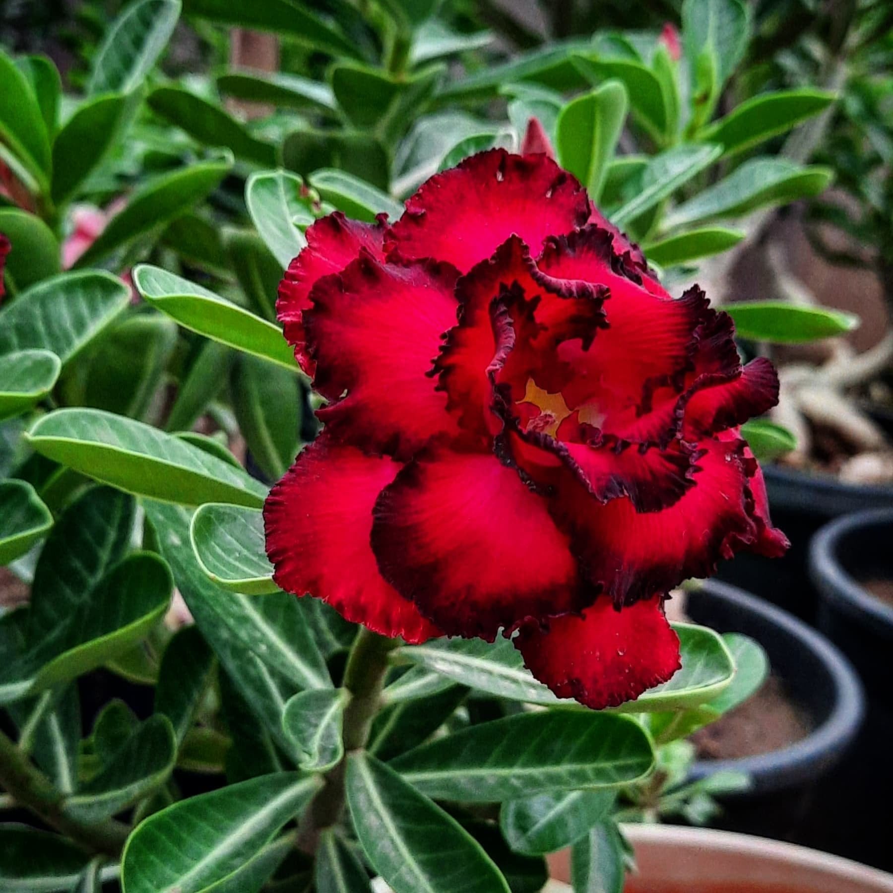 Red Black Adenium Flower Seeds – Pollinator Friendly Heirloom & NonGMO Seeds for Home Garden
 
 Sale