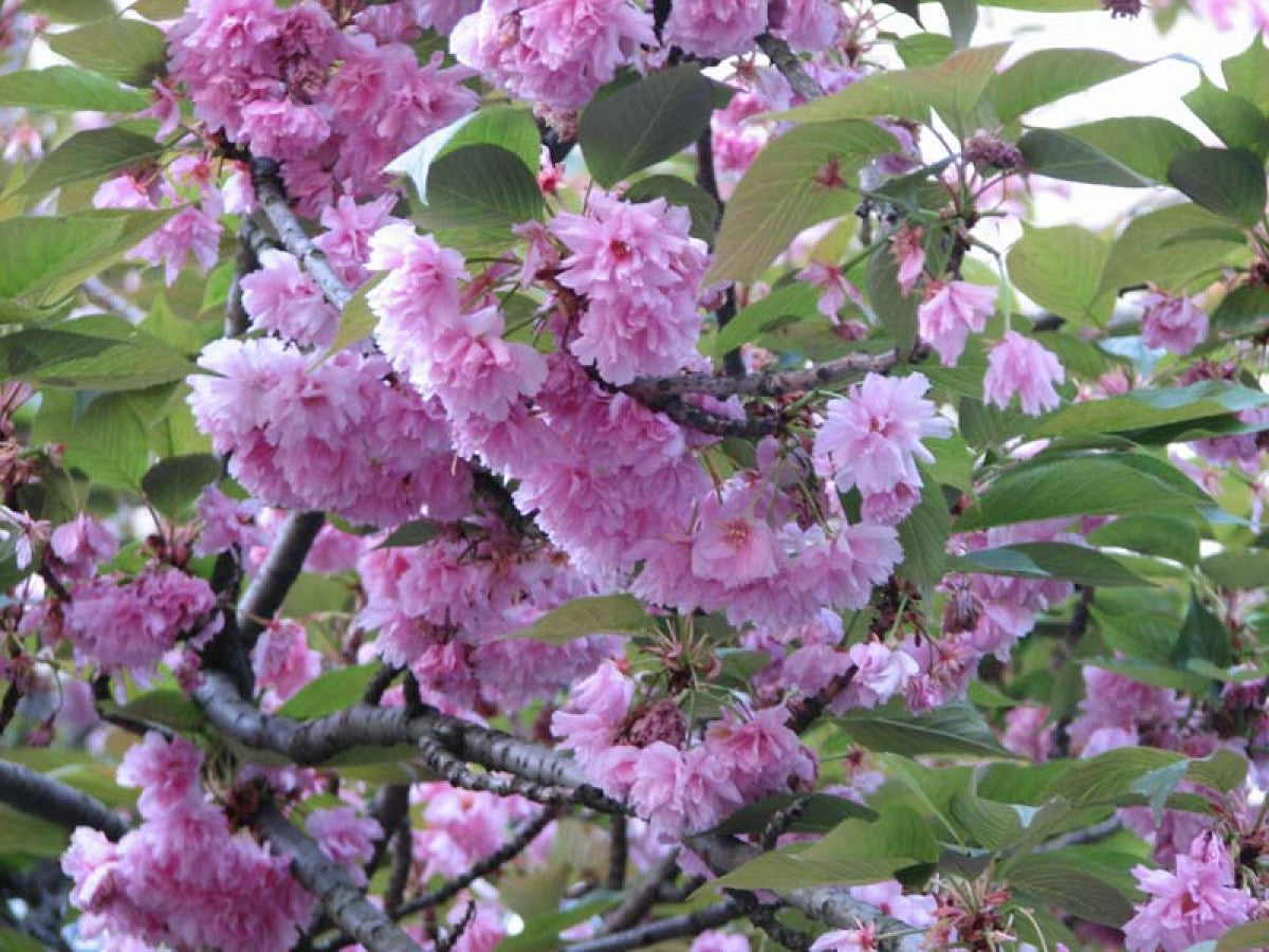 Japanese Cherry Blossom Prunus serrulata Flower Seeds for Planting in Garden