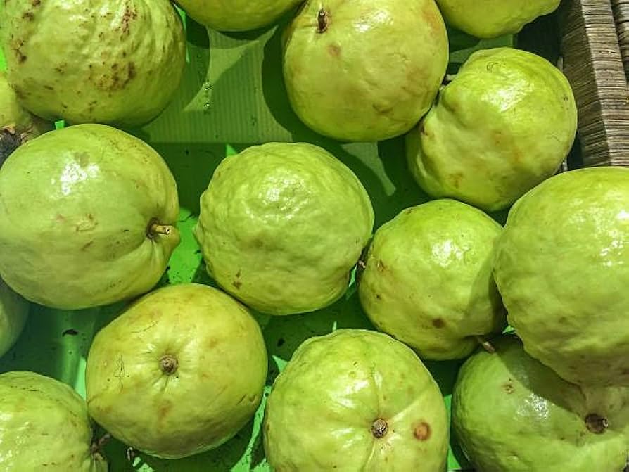 Psidium guajava seedlings sprouting