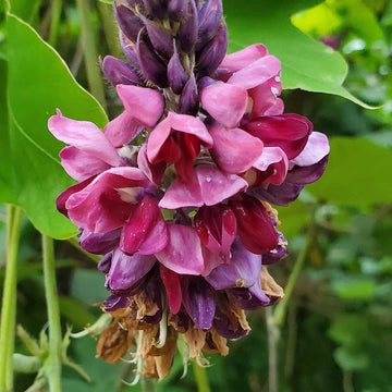 Kudzu Pueraria Lobata Flower seeds for Planting - Easy to Grow, Heirloom & GMO Free Seeds for Home Garden