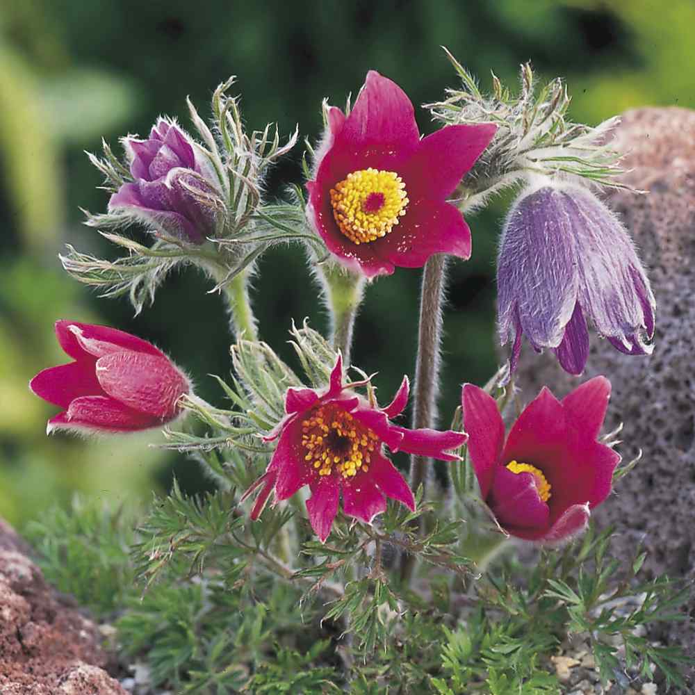 Mixed Anemone Pulsatilla Flower Seeds for Planting Bright Blooms Heirloom & GMO Free Seeds for Home Garden
 
 Sale