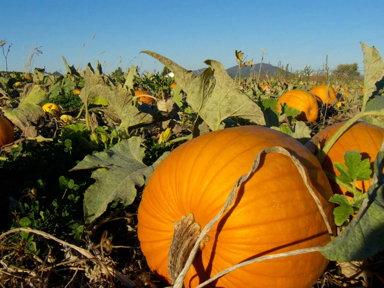 Sugar Pie, Blue Jarrahdale, and Baby Boo pumpkin seeds ready for seasonal planting.