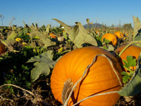 Sugar Pie, Blue Jarrahdale, and Baby Boo pumpkin seeds ready for seasonal planting.
