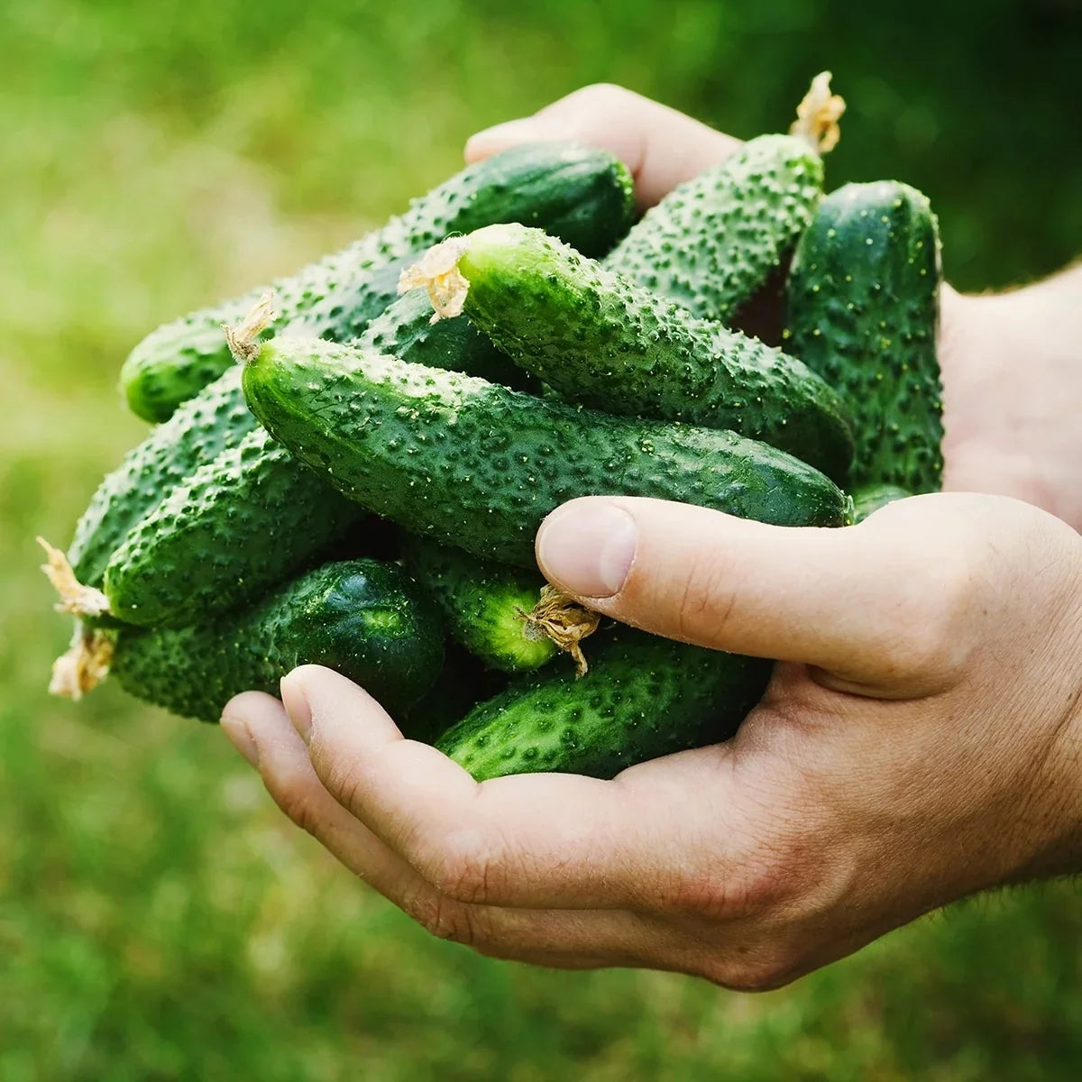 Boston Cucumber Seeds | Heirloom Vegetable for Garden Planting