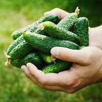 Boston Cucumber Seeds | Heirloom Vegetable for Garden Planting