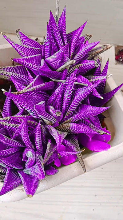 100 Pcs