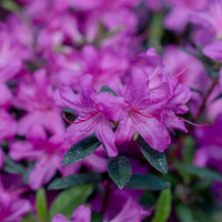 Purple Azalea growing in a garden or patio setting