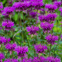 Purple Monarda Flower seeds for Planting Pollinator Friendly Heirloom & GMO Free Seeds for Home Garden
 
 Sale
