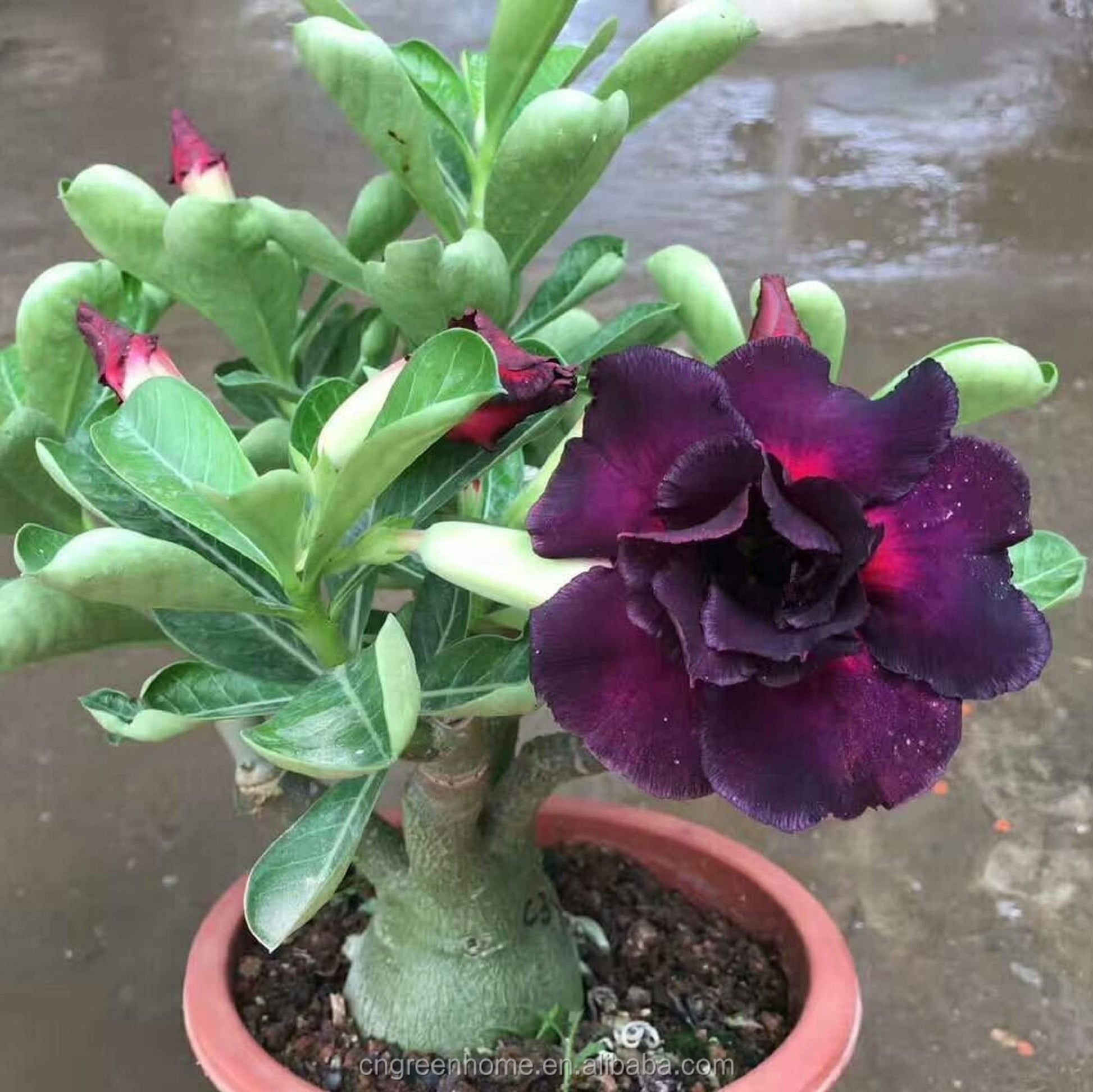 Purple Black Desert Rose flower seeds for planting in home gardens and containers.