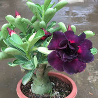 Purple Black Desert Rose flower seeds for planting in home gardens and containers.