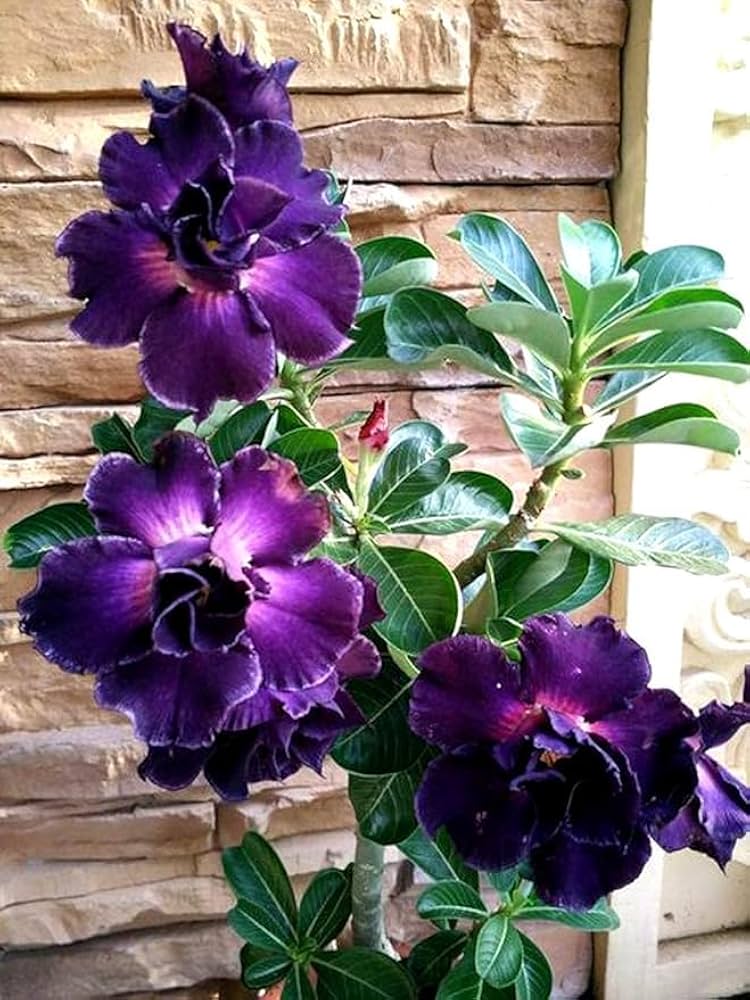 Purple Black Desert Rose flowering plant with dark blooms in a decorative container garden.