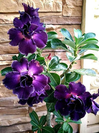 Purple Black Desert Rose flowering plant with dark blooms in a decorative container garden.