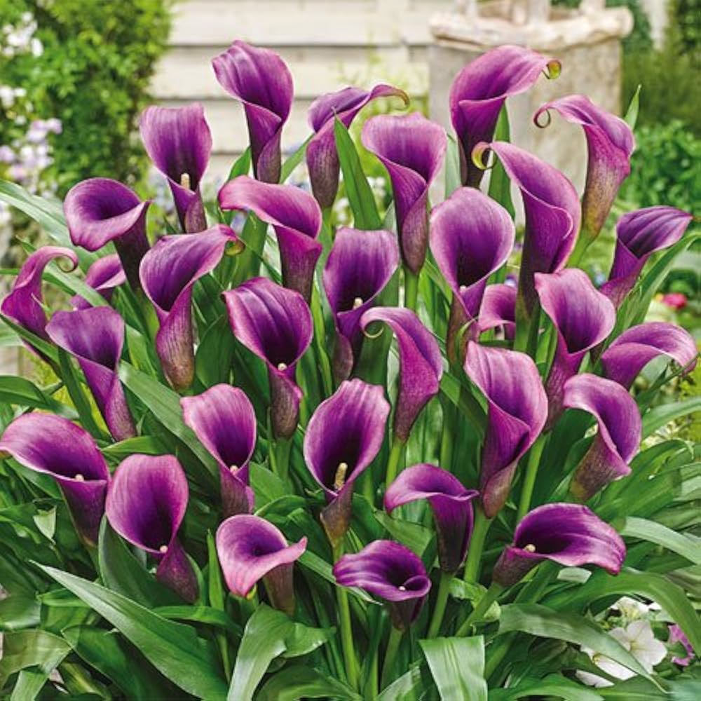 Purple Calla Lily bulbs with variegated foliage for garden planting.