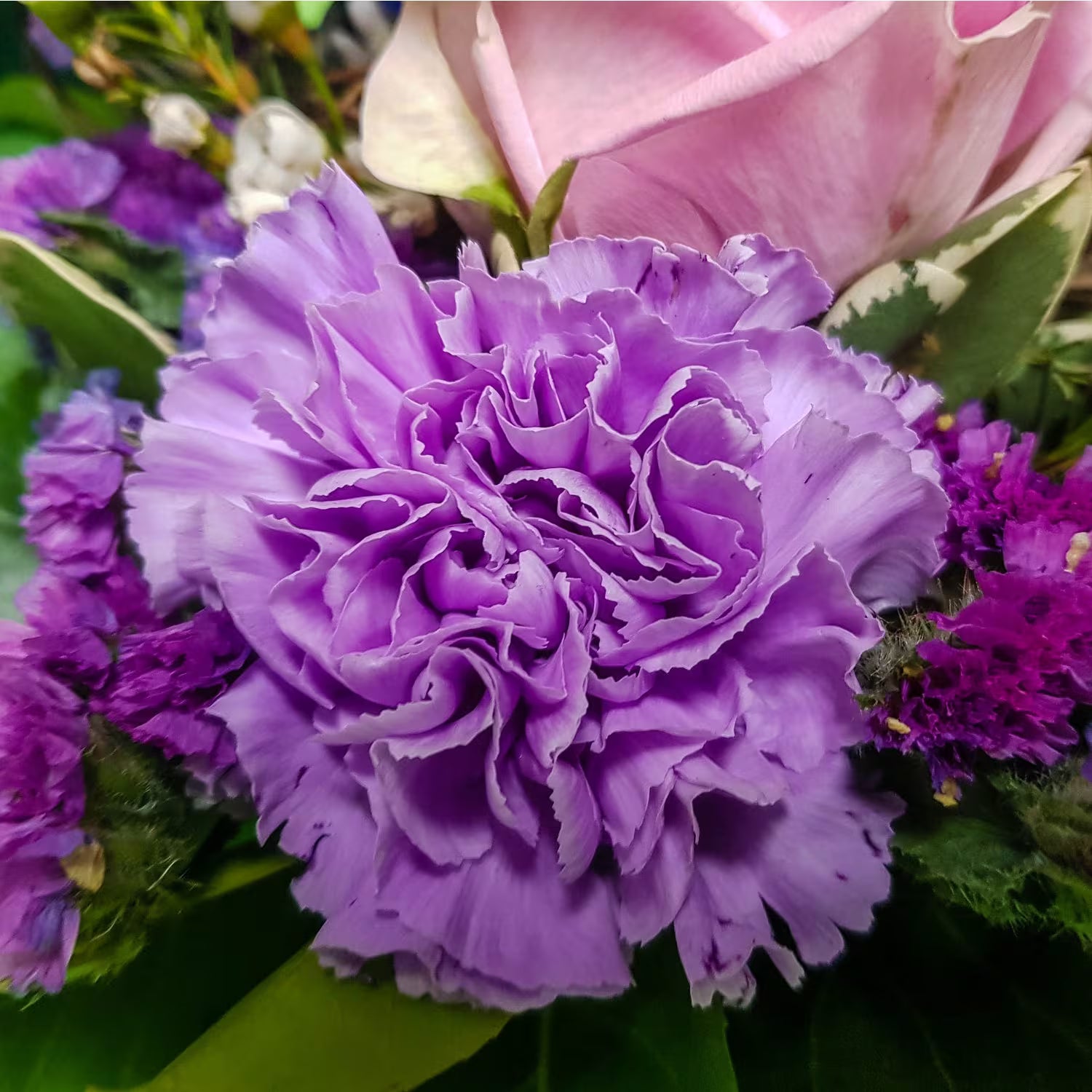 Purple Carnation Flower seeds for Planting Low Maintenance Heirloom & GMO Free Seeds for Home Garden