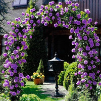 Purple Climbing Rose Seeds for Planting