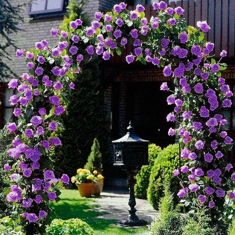 Purple Climbing Rose Seeds for Planting
