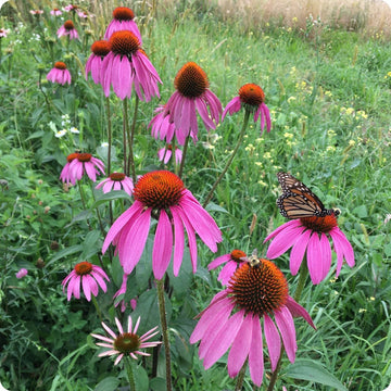 Purple Coneflower seeds Echinacea purpurea native perennial