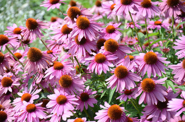 Echinacea Purpurea Purple Coneflower Non-GMO Heirloom Seeds
