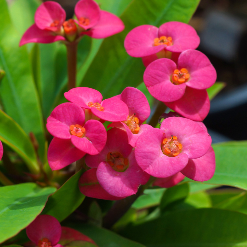 Purple Crown of Thorns seeds suitable for raised beds, patios, and containers.