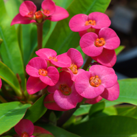 Purple Crown of Thorns seeds suitable for raised beds, patios, and containers.