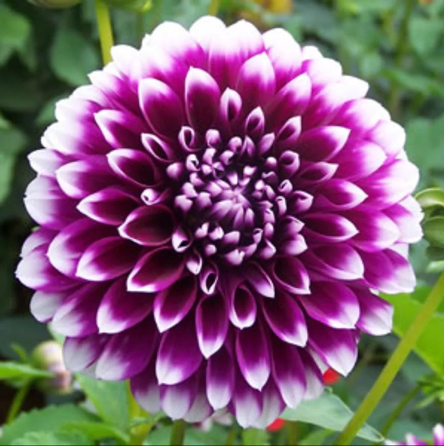 Beautiful Purple Dahlia Blooms Outdoors