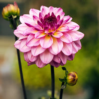 Purple Dahlia Flower Seeds for Planting