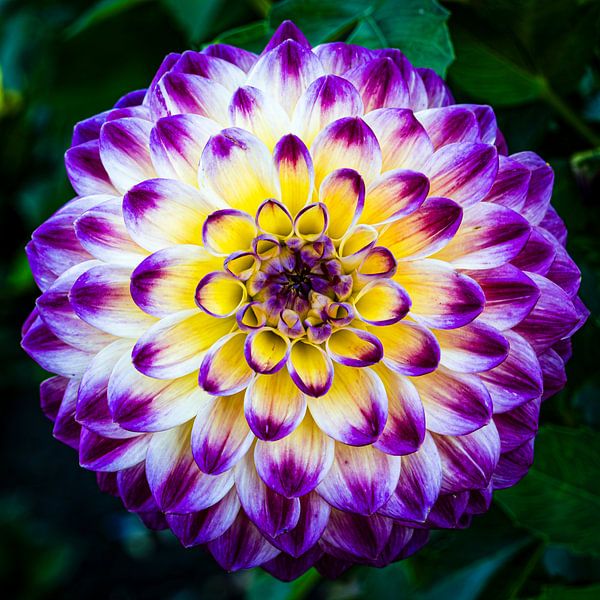 Purple Dahlia Flowers Growing in Garden
