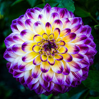 Purple Dahlia Flowers Growing in Garden