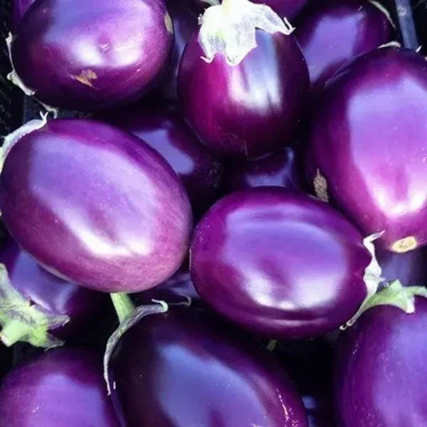Fresh Round Purple Dwarf Eggplant Fruits
