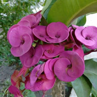 Purple Euphorbia milii flower seeds for planting in home gardens and rock gardens.