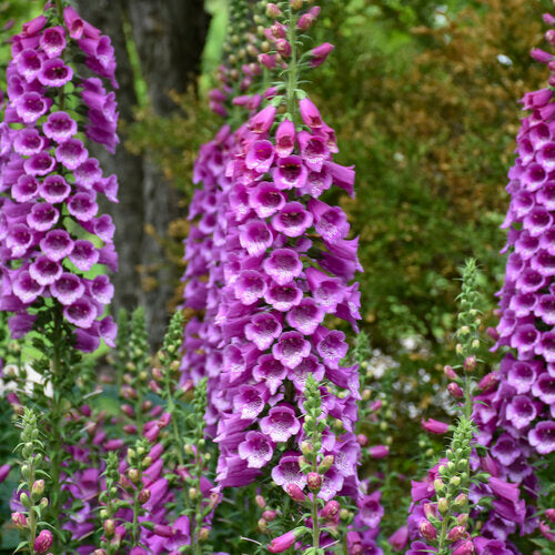 Purple Foxglove Digitalis flower spikes with bell-shaped blooms