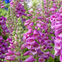 Purple Foxglove Digitalis seeds for garden planting
