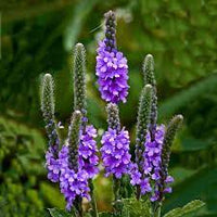 Mature Purple Hoary Vervain in wildflower meadow