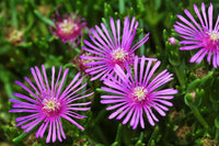 Purple Ice Flower seeds for Planting - Easy to Grow, Heirloom & GMO Free Seeds for Home Garden