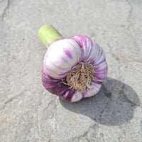 Purple Italian Garlic bulbs for home garden planting