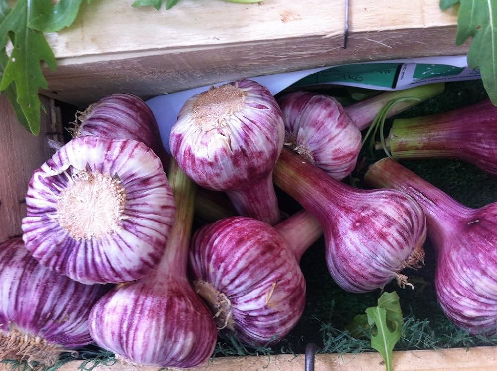 Purple Italian garlic bulbs and cloves prepared for planting