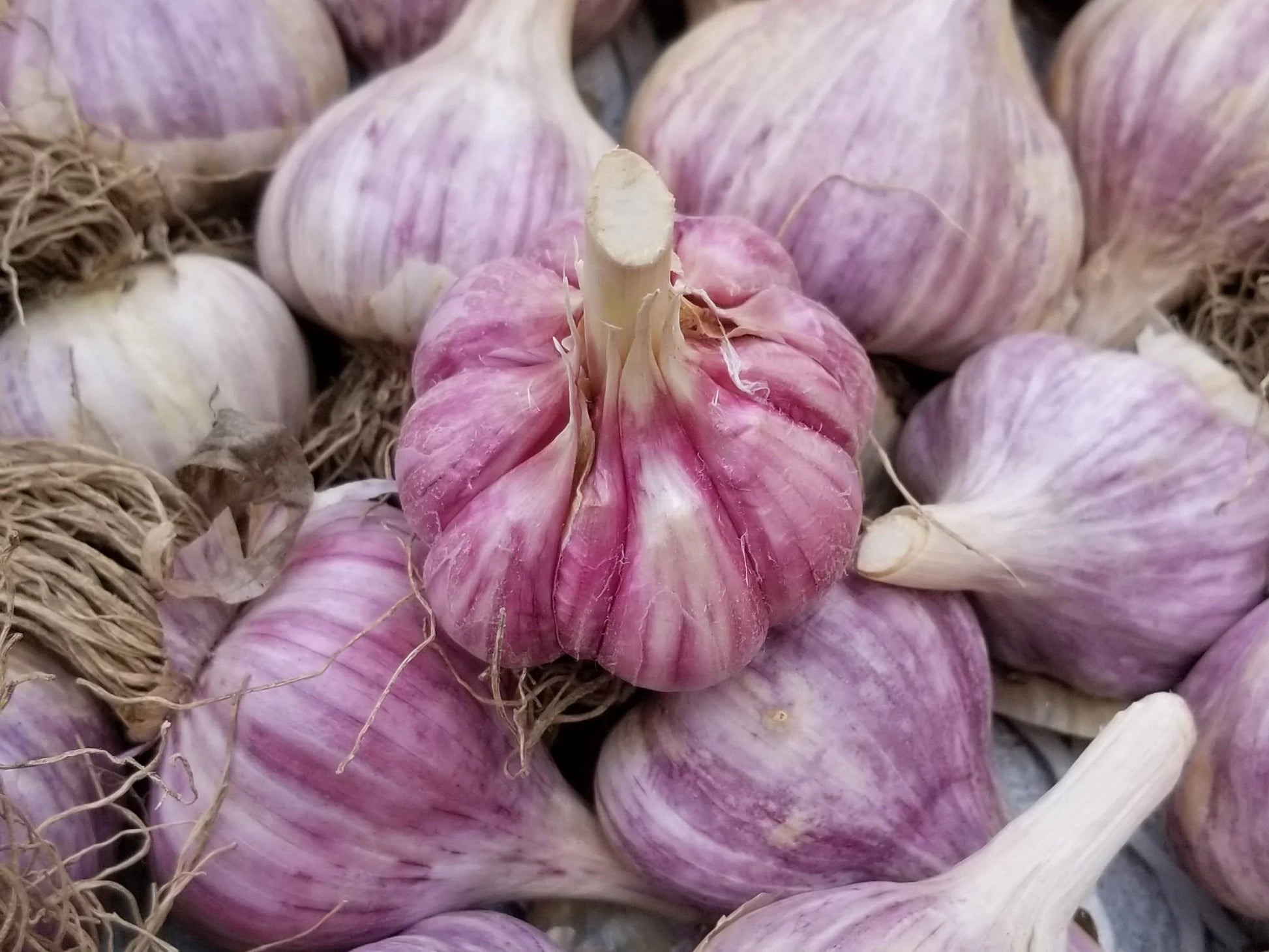 Early Purple Italian Garlic Bulbs with Purple Striped Skins
