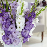 Purple lavender and white Gladiolus flowers in bloom