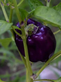 Purple Lilac bell peppers growing on a garden plant