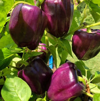 Purple Lilac Bell Sweet Pepper seeds for garden planting