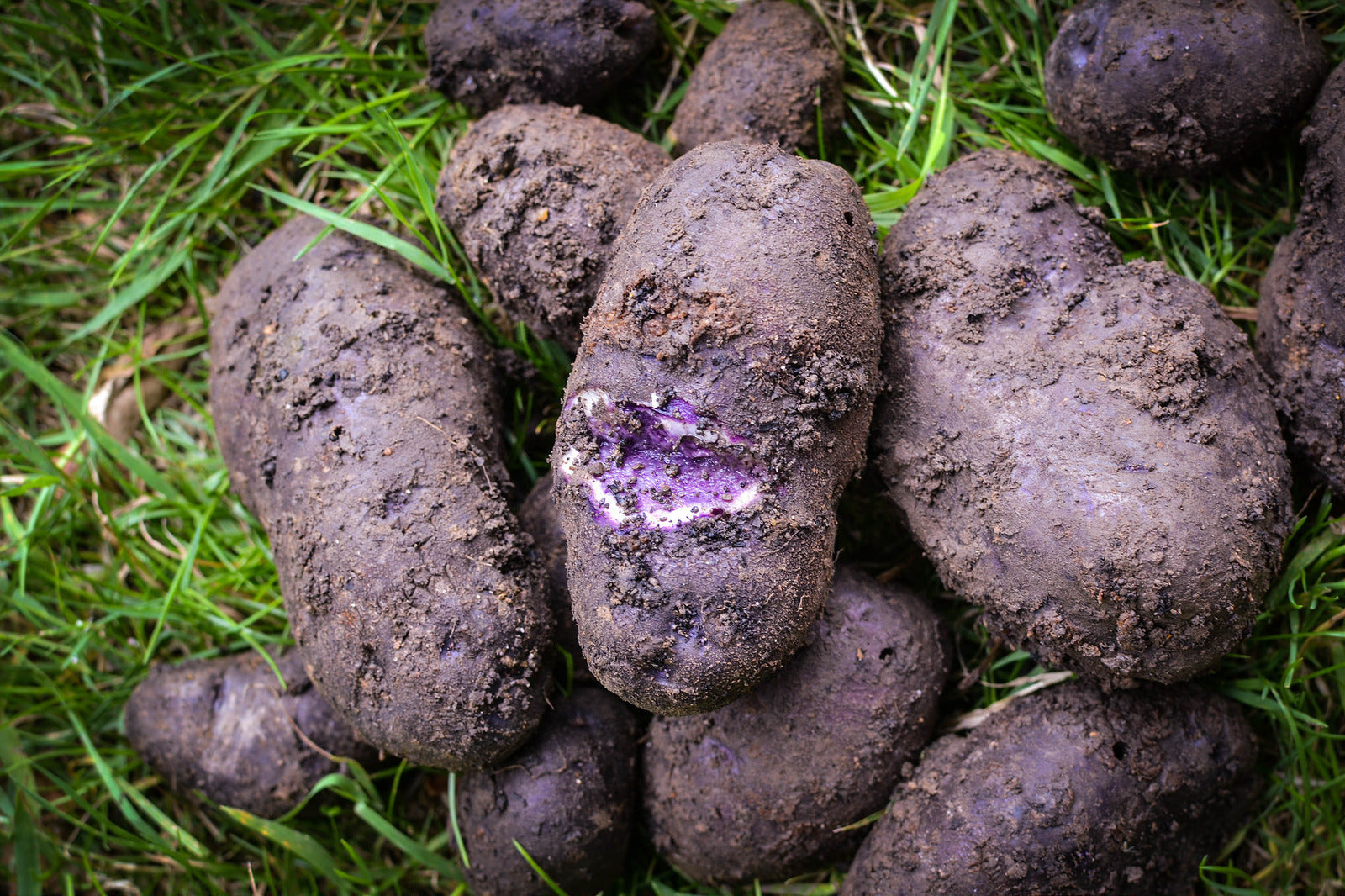 Fresh Purple Majesty Potatoes with Deep Purple Skin