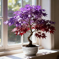 Purple Maple Bonsai growing in a decorative container with colorful leaves.