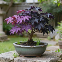 Purple Maple Bonsai tree seeds for planting in containers and home gardens.