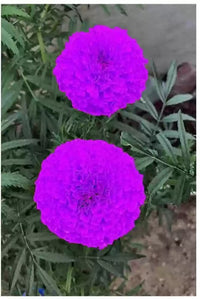 Purple Marigold ornamental flower seeds for decorative garden landscapes.