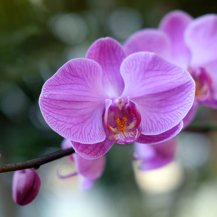 Butterfly Orchid Flower seeds for Planting - Bright Blooms, Heirloom & GMO Free Seeds for Home Garden