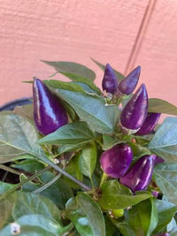 Heirloom purple pepper seeds for decorative garden displays.