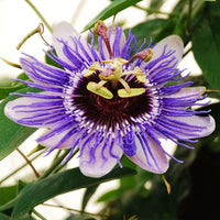 Passion Flower Seeds Unique Purple Blooms