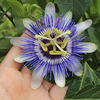 Purple Passionflower seeds for perennial outdoor gardens.